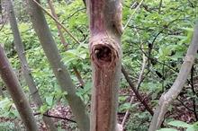 Symptoms of ash dieback - image: Dove Associates